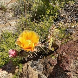 Meet your Posher, Rebeca